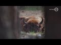 De Wisent woont nu vier jaar op de Veluwe. Hebben ze het naar hun zin? - BuitenGewoon
