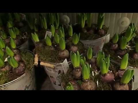 Hyacinthus orientalis