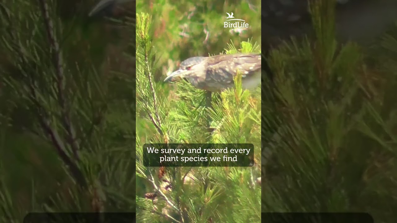🗺️ Mapping Nature - How We Protect Plants with GIS & Drones