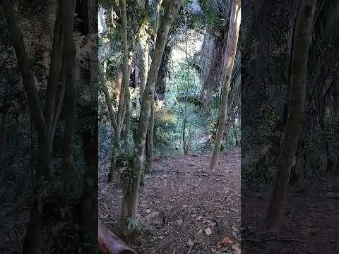 los bosques en San Luis Petén 🇬🇹