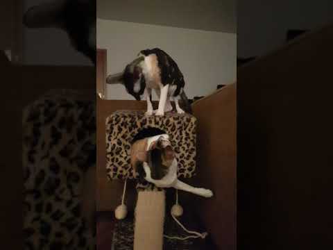 Cornish Rex Cat's Afro & Venezia