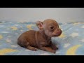 3 Week Old Chihuahua Puppy Howls And Growls