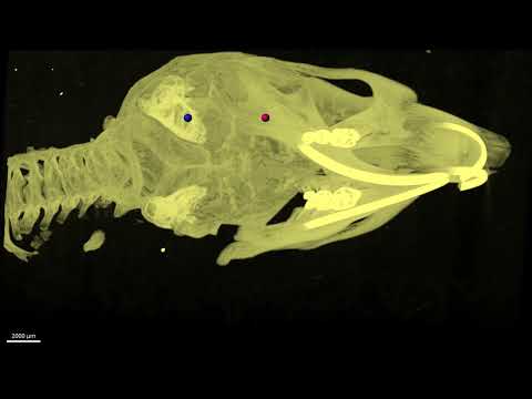 Mouse Brain Atlas