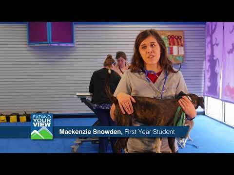 Mountwest CTC Vet Tech Program