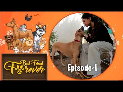 Best Friend Forever/ Pet TV series/Episode #1/Adoption of Indian Breed Dogs/ Pet Grooming/Toypoodles