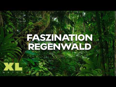 Geheimnisse im Amazonas Regenwald | Expedition Äquator | XL Naturdoku