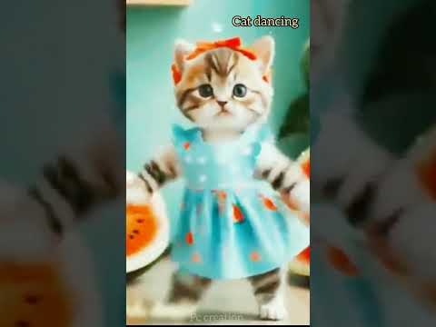 Cat dancing