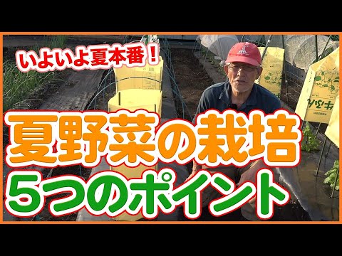 鉢内の湿度を保つにはどうすればいいですか？植物を熱波から守るための 5 つ以上のソリューション!  庭園