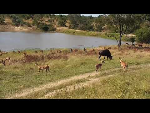 Djuma: Impala herd and Wildebeest bull - 12:45 - 04/29/21