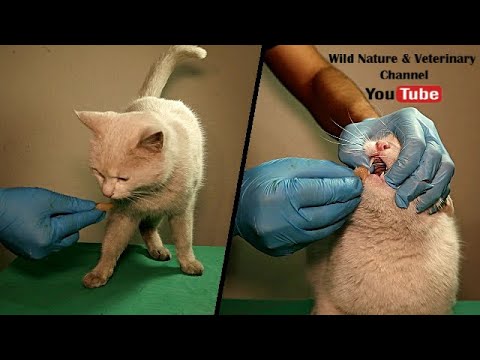 How to force feed your cat? What to do if the cat won't eat! Cat with depression refuses to eat. vet