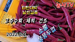 시우네농원 고추수확했습니다. 인력구하기도 어렵고 인건비도 비싸고 주인아지메  혼자 고추땄어요. 엄청힘드네요