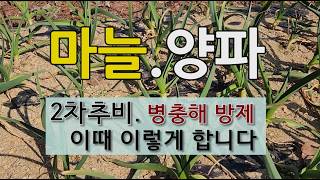 마늘 양파 2차 추비 하기와 병충해 방제 이때 이렇게 합니다. #마늘 양파 2차추비 #마늘 병충해 방제