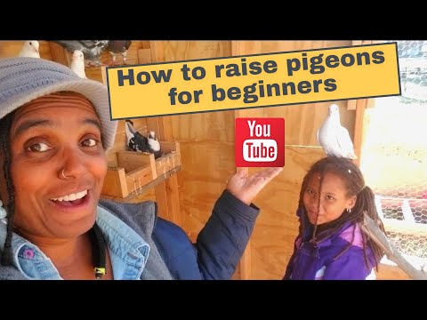 , title : 'How to raise pigeons for beginners ~ Step by Step Farming'