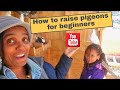 How To Raise Pigeons For Beginners Step By Step Farming