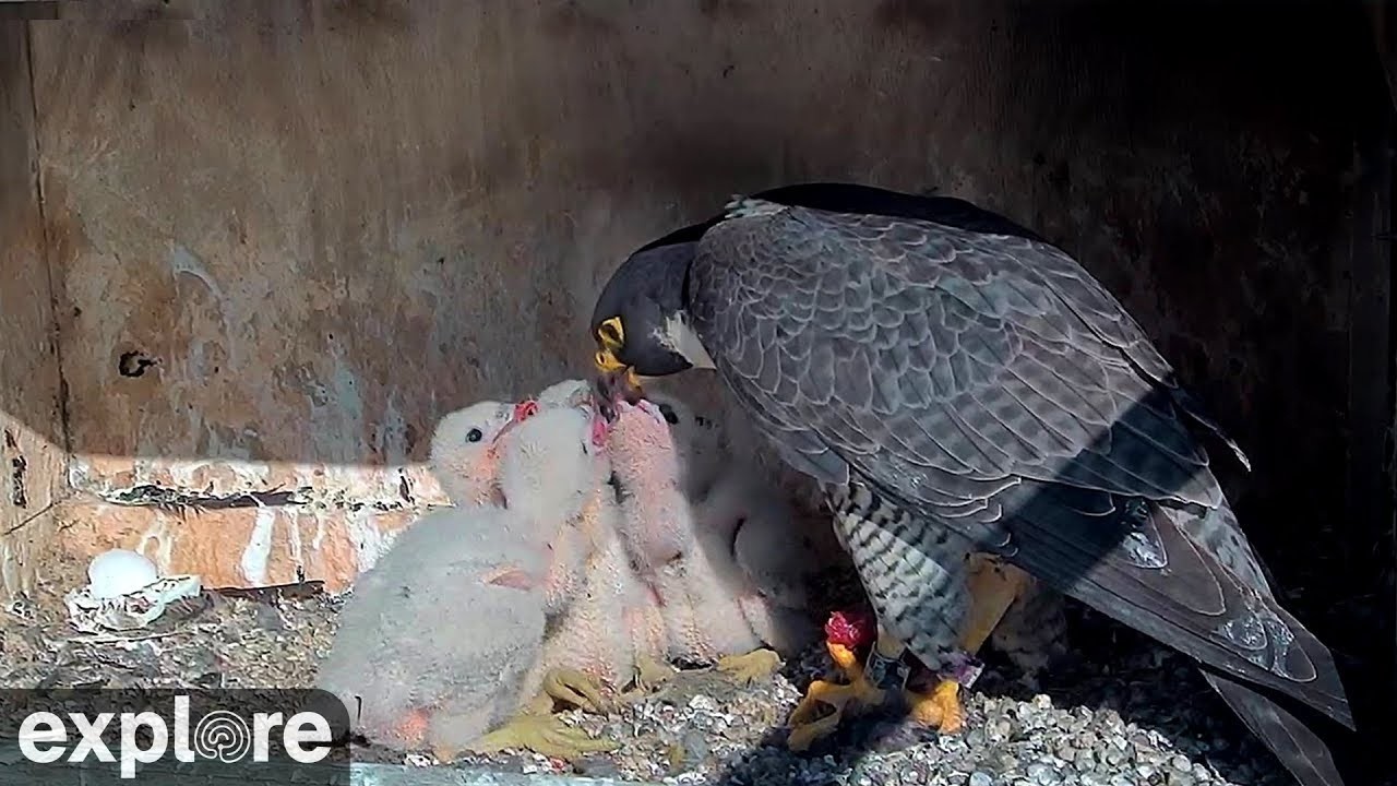 Live webcam view of Peregrine Falcon Cliff Nest Cam