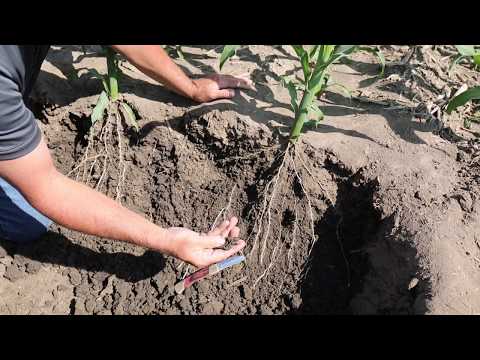 Ripper's impact on root development