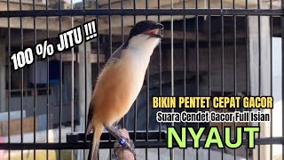 Download lagu burung cendet gacor FULL NARUNG pandai BUAT PANCINGAN CENDET AGAR BUNYI bikin BURUNG PENTET GACOR mp3