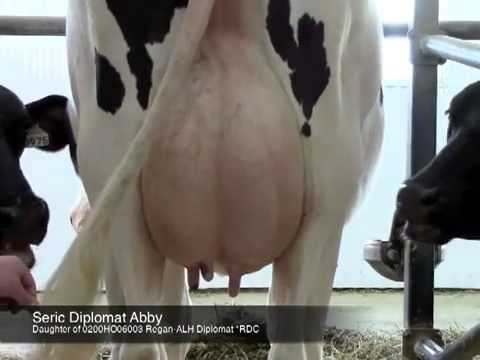 , title : 'Bò sữa cao sản Holstein'
