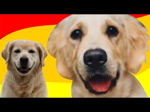 [ANIMAIS ENGRAÇADOS 2021] - Cães fofos fazendo coisas engraçadas. Cães engraçados