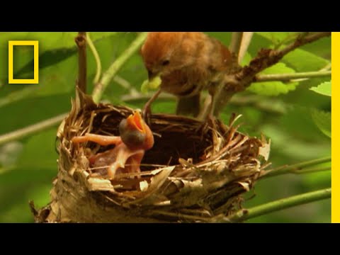 カッコウはどのようにして異なる卵を産むのでしょうか?