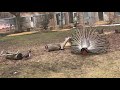 Indian Peafowl And Greater Flamingos At Detroit Zoo 2 28 21