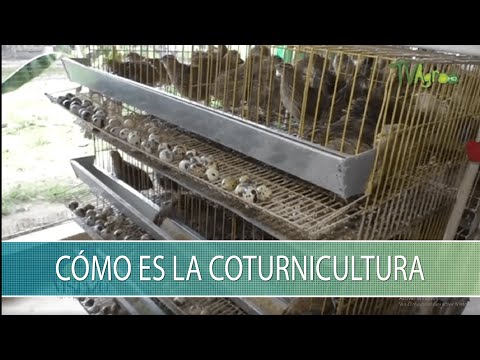 , title : 'Como es la Coturnicultura - TvAgro por Juan Gonzalo Angel Restrepo'