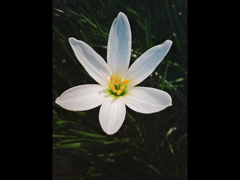 02 DIM x EVG - BRIGADA