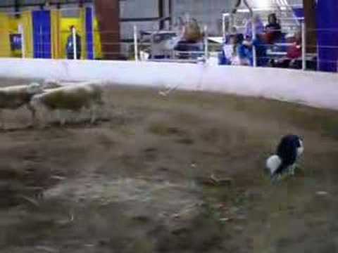 Repo fetching sheep at a demo