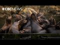 Visiting American Sea Lions Blamed For Noisy Barking In B C Waters
