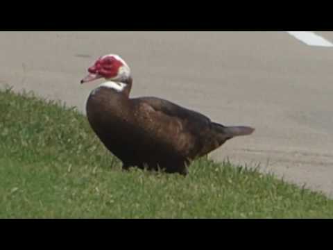 nature in my backyard episode 231 (HD)