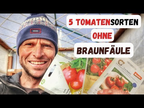 5 Resistente Tomatensorten ohne Braunfäule  🍅