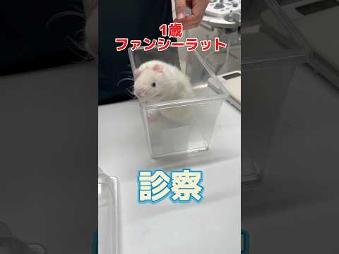 けいれんが止まらない1歳のファンシーラットが動物病院にやって来た！