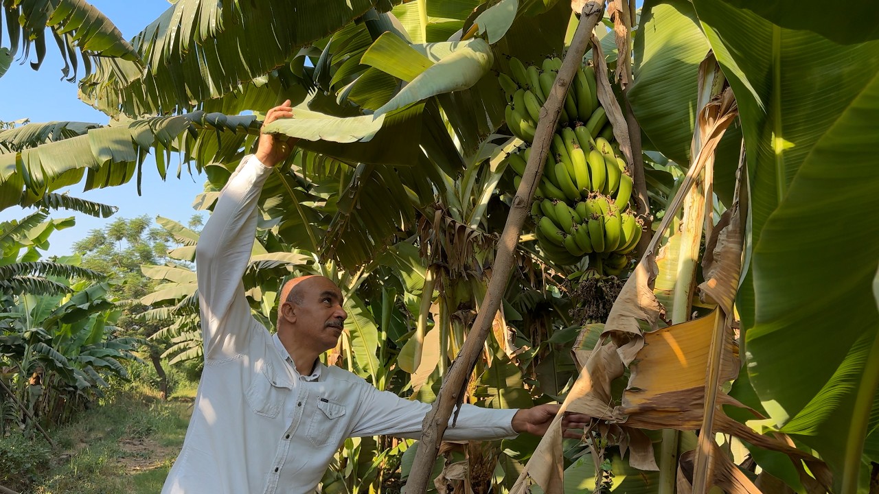 Inclusive Green Finance in Egypt