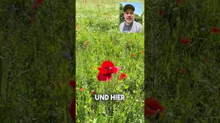 Blühstreifen: Win-Win für Landwirte und Natur??? #beecareful