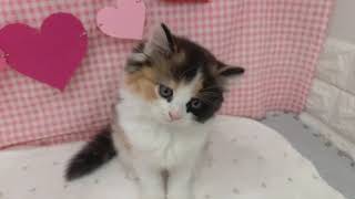 スコティッシュストレートの動画01