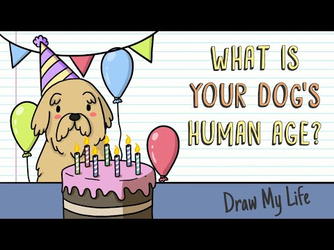 您的狗狗的人類年齡是多少？| 畫出我的人生 (WHAT IS YOUR DOG'S HUMAN AGE? | Draw My Life)
