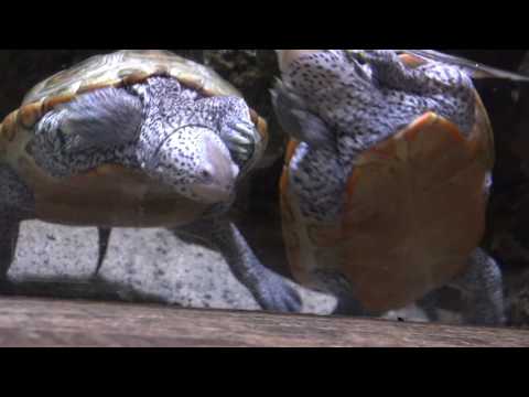 Adventure Aquarium Under the Sea