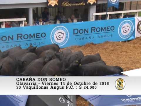 14-10-16 - Venta de Vaquillonas - Cabaña Don Romeo - Olavarria