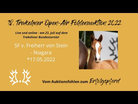 Kat.-Nr.5 SF v. Freiherr von Stein - Niagara