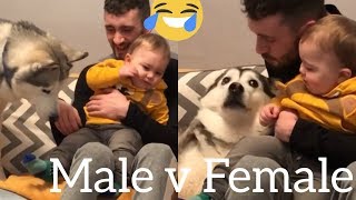 The Funny Difference Between My Male and Female Siberian Huskies! [Part 2]