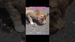 悲報病院行き】野良猫の野良子の首が凄いことになった！ラスト動画！