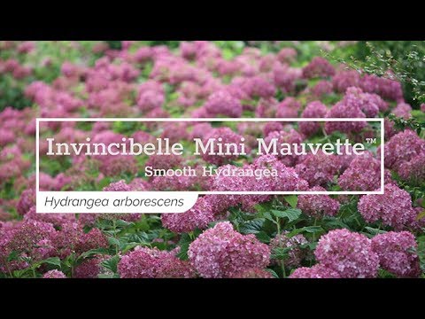 30 Seconds with Invincibelle Mini Mauvette™ Smooth Hydrangea