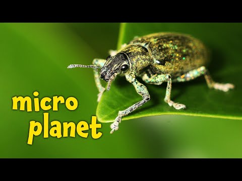 Micro Planet (Dokumentation auf Deutsch in voller Länge, ganze Tierdoku in HD auf Deutsch)