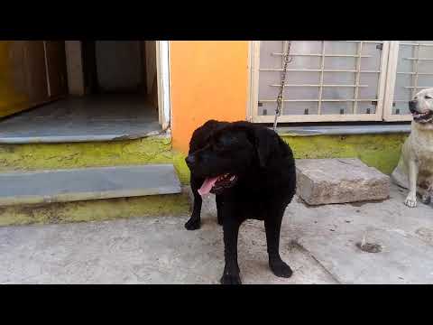 Import and chmpion line labrador male available for mating in solapur call me on 9696012376