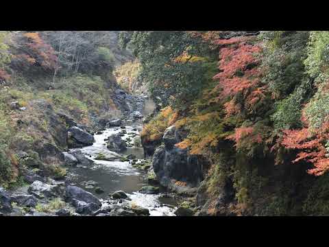 鳩ノ巣渓谷　2025年11月28日　MVI 9522