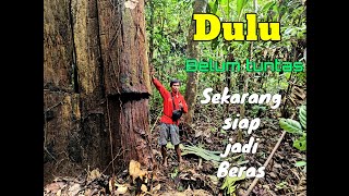 Download lagu Si kayu ulin/belian dari kalimantan ‼️dulu belum tunas... sekarang siap jadi beras mp3 Download lagu Si kayu ulin/belian dari kalimantan ‼️dulu belum tunas... sekarang siap jadi beras mp3