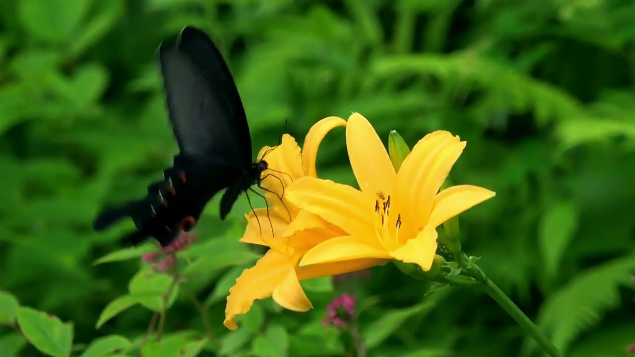 Free HD Video - Garden & Flower No Copyright Clips | Check Link for the best Garden Tool!