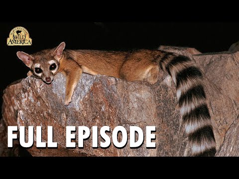 Wild America | S10 E8 'Ringtailed Rascals' | Wild America Animal Channel