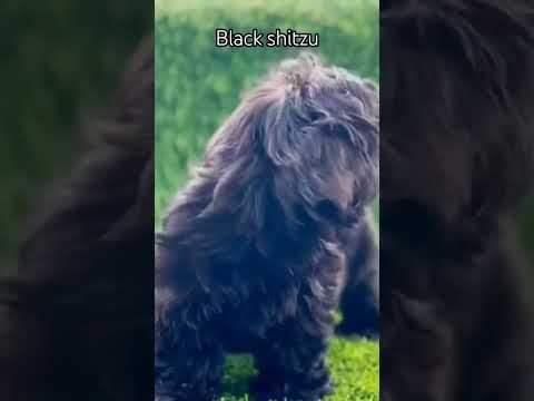 #shitzu #baby #bangladesh #bangla #life #love #vairal #vairalvideo #babygirl #nifty #nice #mini