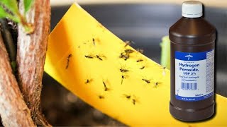 Get Rid of Fungus Gnats With Hydrogen Peroxide